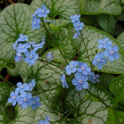 Бруннера ДЖЭК ФРОСТ в Павлодаре