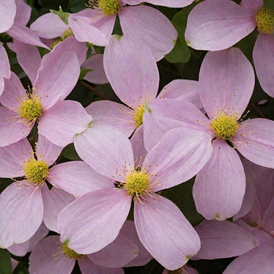 Клематис ГОРНЫЙ в Павлодаре