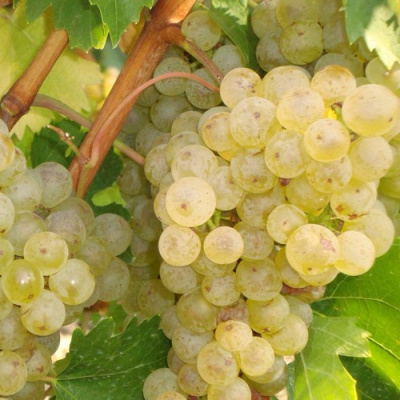 Виноград РИТОН в Павлодаре