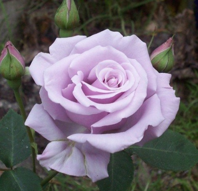 Роза СИЛЬВЕР СТАР чайно-гибридная в Павлодаре