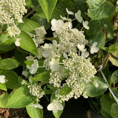 Гортензия ПРИМ ВАЙТ метельчатая в Павлодаре