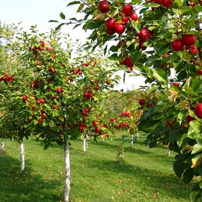 Плодовые деревья в Павлодаре