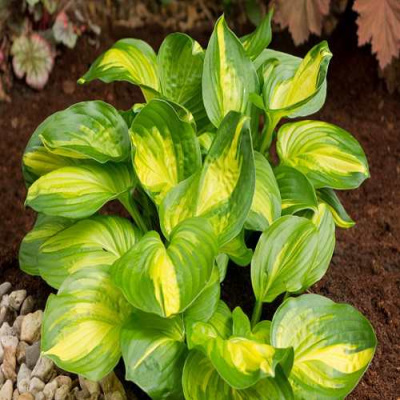 Хоста ЭМЕРАЛЬД ЧАРДЖЕР гибридная в Павлодаре