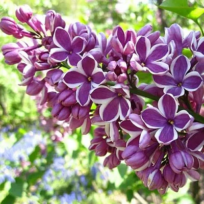 Сирень СЕНСАЦИЯ (привитая) в Павлодаре