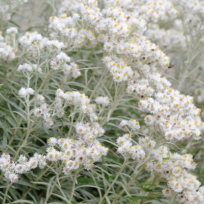 Анафалис ЖЕМЧУЖНЫЙ в Павлодаре