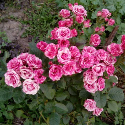 Роза ФЛЕШ ДАНС спрей в Павлодаре