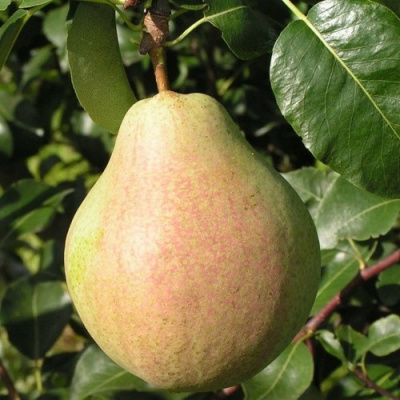Груша ЛИРА в Павлодаре