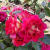 Роза БРЕРА флорибунда в Павлодаре