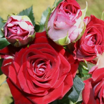 Роза РУБИ СТАР спрей в Павлодаре