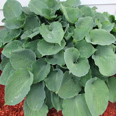 Хоста МУНЛАЙТ СОНАТА гибридная в Павлодаре