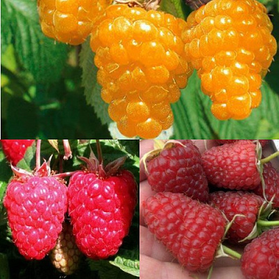 Комплект ЗОЛОТАЯ МАЛИНА в Павлодаре