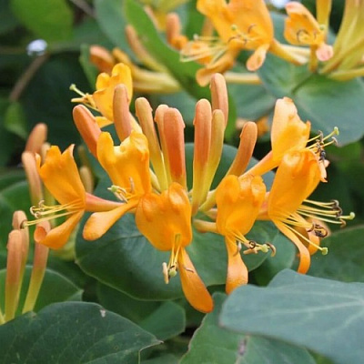 Жимолость ТЕЛЬМАНА в Павлодаре