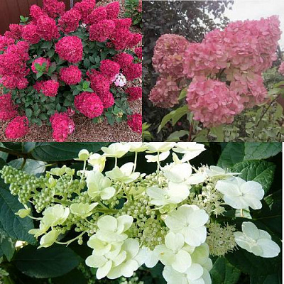 Комплект САД ЭМОЦИЙ в Павлодаре