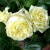 Роза ЭЛЬФ плетистая в Павлодаре