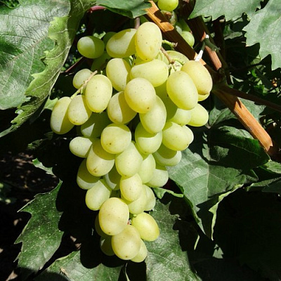 Виноград ГАРОЛЬД в Павлодаре