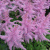 Астильба ГИАЦИНТ Арендса в Павлодаре