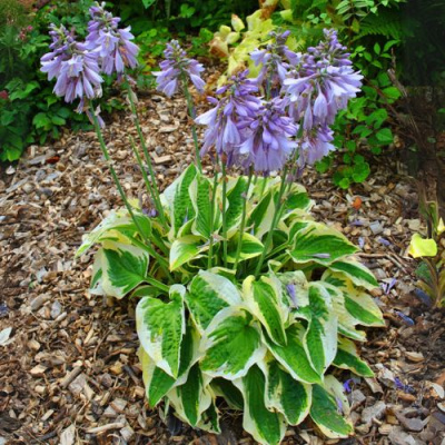 Хоста АУРЕОМАРГИНАТА в Павлодаре