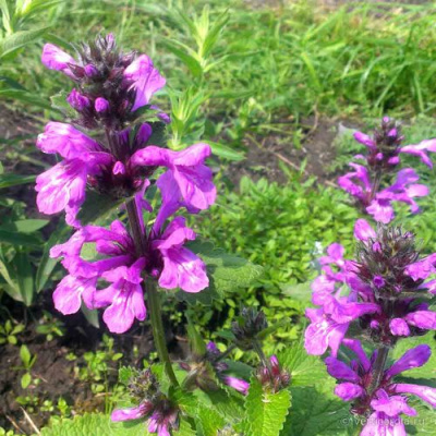 Буквица крупноцветковая в Павлодаре