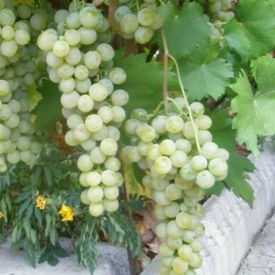 Виноград МУСКАТ ГОЛОДРЫГИ в Павлодаре