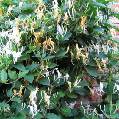 Жимолость ХАЛЛИАНА японская (Хелиана) в Павлодаре