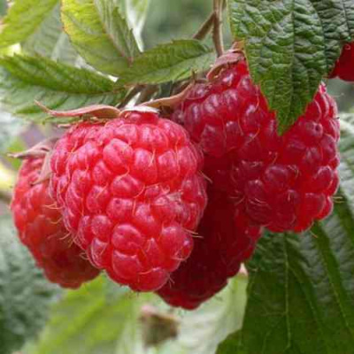 Малина ГЕРАКЛ в Павлодаре