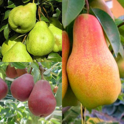 Комплект ГРУШЕВОЕ АССОРТИ в Павлодаре