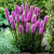 Лиатрис РОЗЕА колосковая в Павлодаре