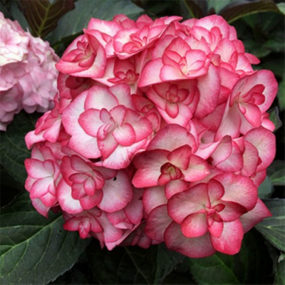 Гортензия Ю ЭНД МИ МИСС САОРИ крупнолистная в Павлодаре