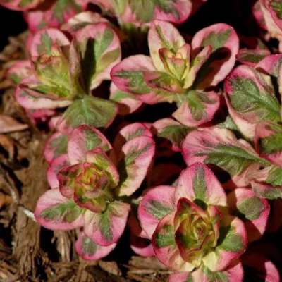 Вербейник АЛЕКСАНДР точечный в Павлодаре