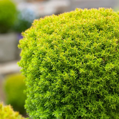 Туя АННИЕК западная в Павлодаре