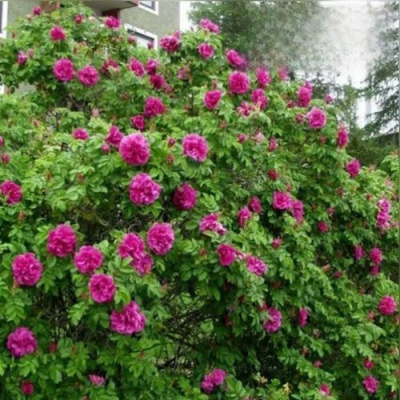 Шиповник ХАНСА в Павлодаре