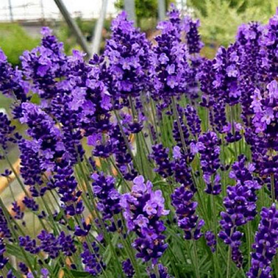 Лаванда ХИДКОТ БЛЮ узколистная в Павлодаре