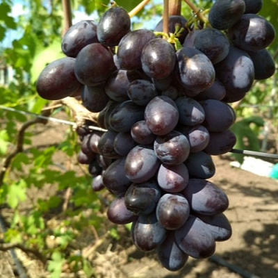 Виноград ВЕРНИСАЖ в Павлодаре