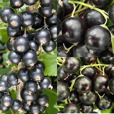 Комплект ЧЕРНАЯ СИЛА в Павлодаре