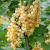 Смородина белая ВИКСНЕ БЕЛАЯ в Павлодаре