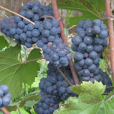 Виноград ЛЕОН МИЙО в Павлодаре