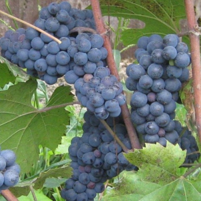 Виноград ЛЕОН МИЙО в Павлодаре