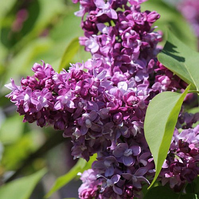 Сирень ИЗОБИЛИЕ в Павлодаре