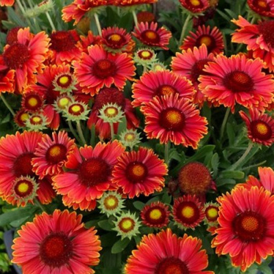 Гайлардия АРИЗОНА РЕД ШЕЙДС в Павлодаре