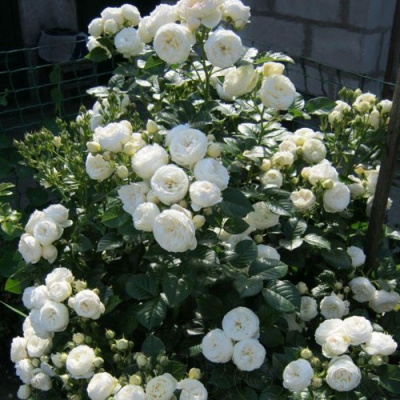 Роза АРТЕМИС шраб в Павлодаре