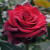Роза ЭКСПЛОРЕР чайно-гибридная в Павлодаре