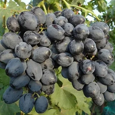 Виноград РУСЛАН в Павлодаре
