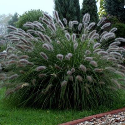 Пеннисетум ЛЕДИ Ю в Павлодаре