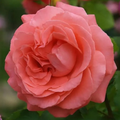 Роза ДИ ДИ БРИДЖУОТЕР плетистая в Павлодаре