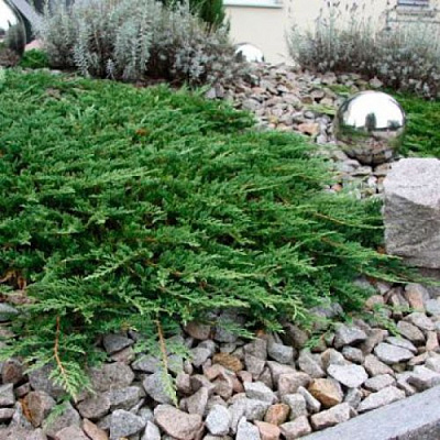 Можжевельник ПРИНЦ ОФ УЭЛЬС горизонтальный в Павлодаре