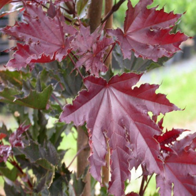 Клен КРИМСОН СЕНТРИ остролистный в Павлодаре