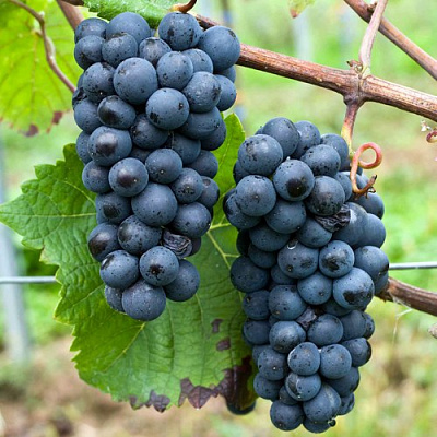 Виноград ПИНО НУАР (ПРЕКОСЕ) в Павлодаре