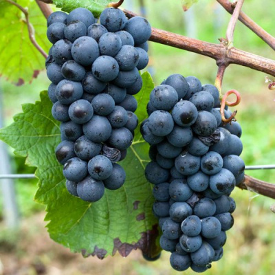 Виноград ПИНО НУАР (ПРЕКОСЕ) в Павлодаре