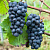 Виноград ПИНО НУАР (ПРЕКОСЕ) в Павлодаре