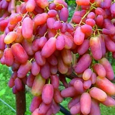 Виноград ЮЛИАН в Павлодаре